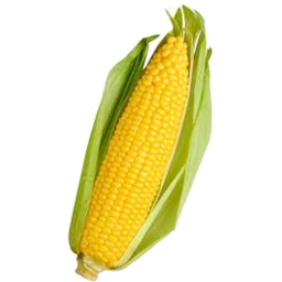 Sweet Corn Case
